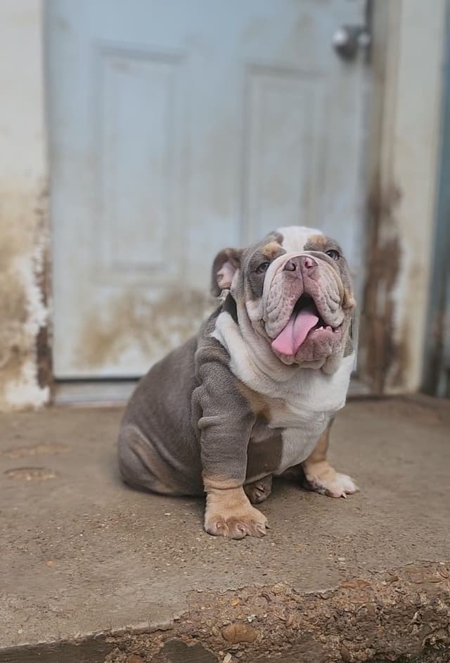 "QUALITY BULLDOG PUPPIES/OLDER BULLDOGS AVAILABLE FOR REHOMING" media 20