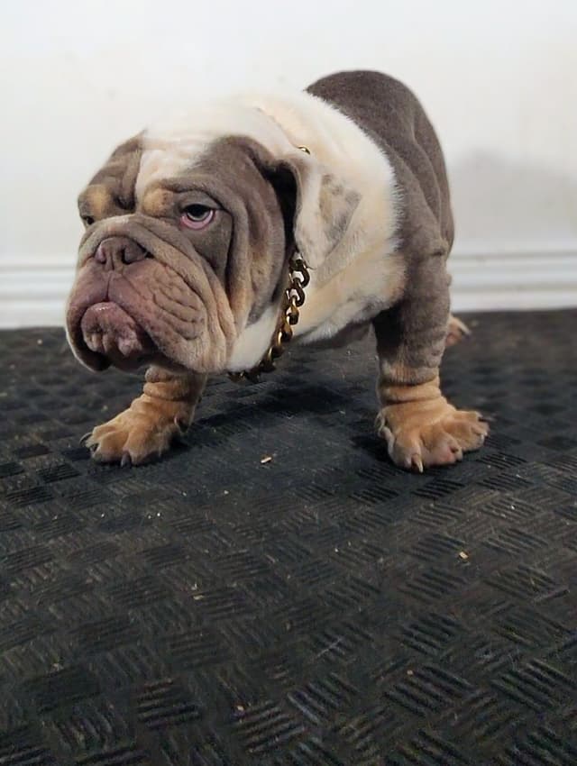 "QUALITY BULLDOG PUPPIES/OLDER BULLDOGS AVAILABLE FOR REHOMING" media 10