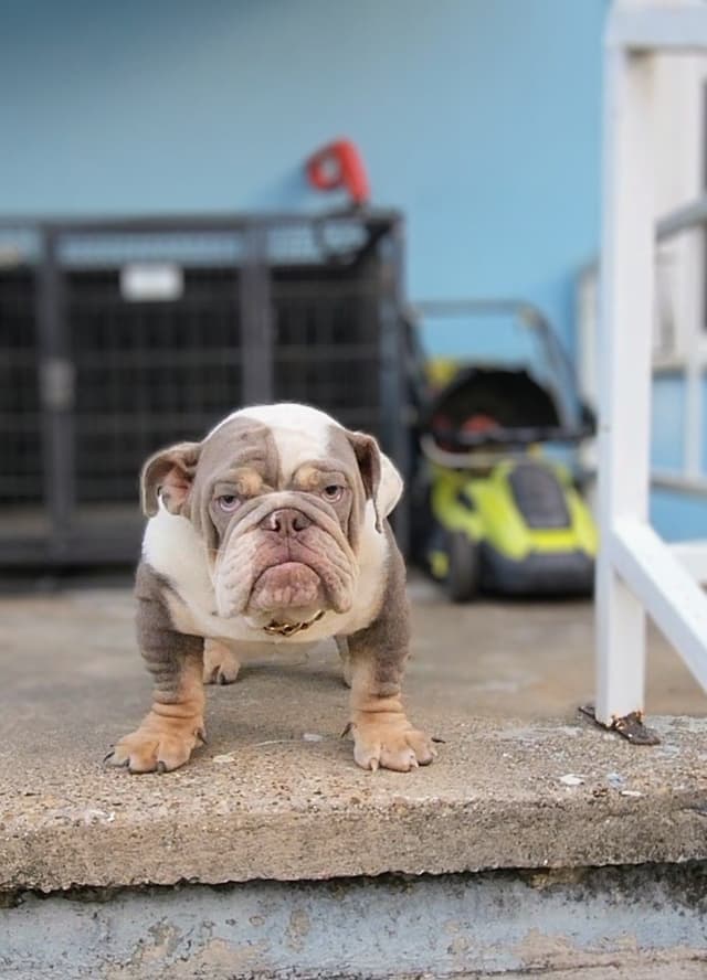 "QUALITY BULLDOG PUPPIES/OLDER BULLDOGS AVAILABLE FOR REHOMING" media 2