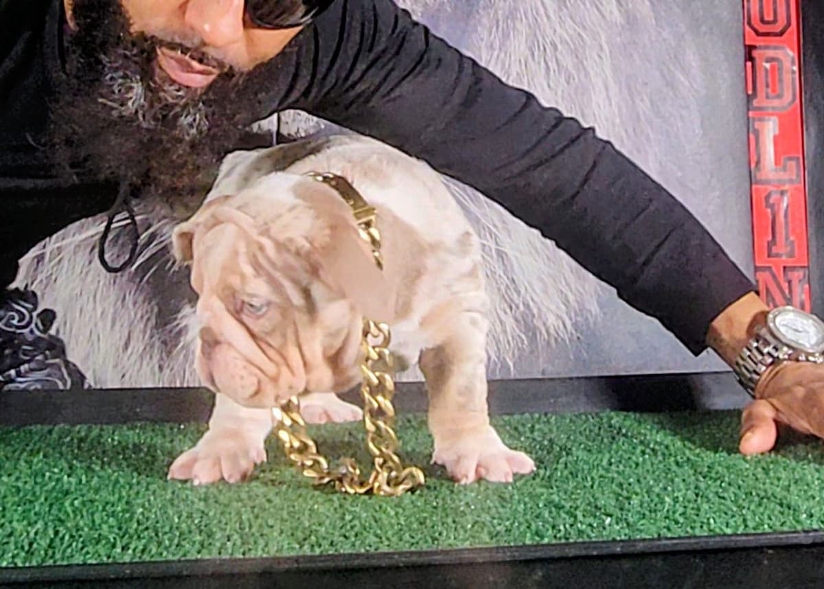 "QUALITY BULLDOG PUPPIES/OLDER BULLDOGS AVAILABLE FOR REHOMING" breeder image 6