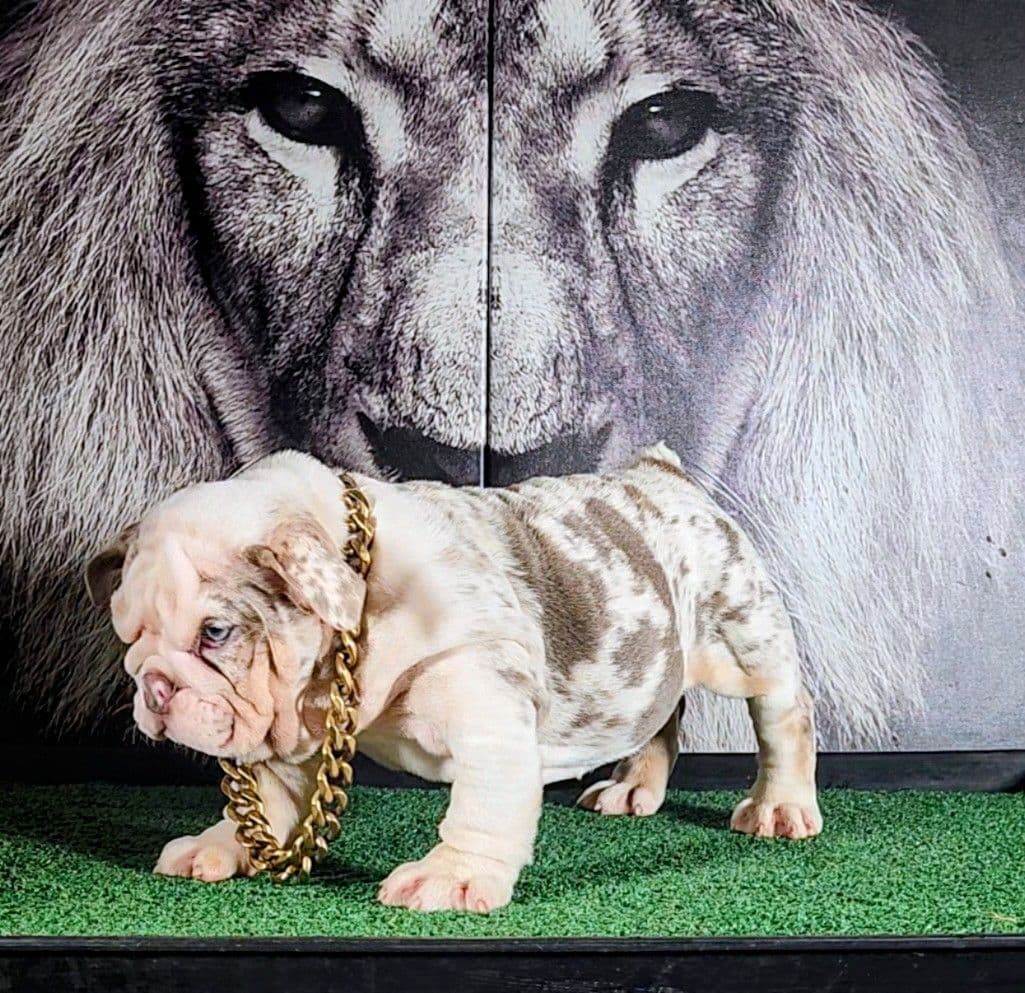 "QUALITY BULLDOG PUPPIES/OLDER BULLDOGS AVAILABLE FOR REHOMING" breeder image 11