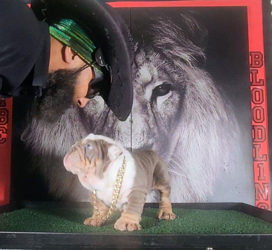 "QUALITY BULLDOG PUPPIES/OLDER BULLDOGS AVAILABLE FOR REHOMING" breeder image 5