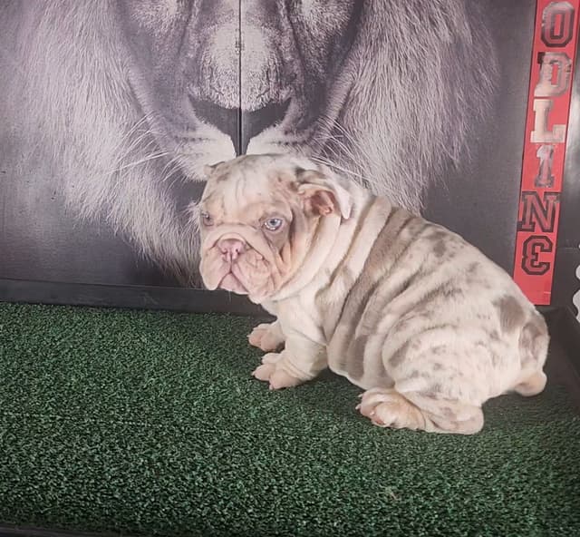 TRIBE BLOODLINE RARE CHOCOLATE & LILAC MINI BULLDOGS media 30