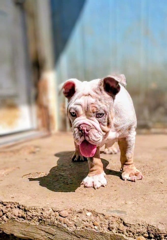 "QUALITY BULLDOG PUPPIES/OLDER BULLDOGS AVAILABLE FOR REHOMING" breeder image 17