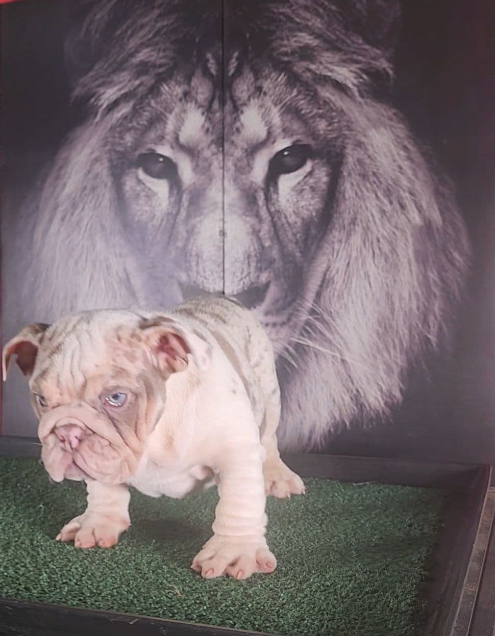 "QUALITY BULLDOG PUPPIES/OLDER BULLDOGS AVAILABLE FOR REHOMING" breeder image 19