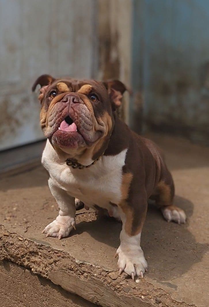 "QUALITY BULLDOG PUPPIES/OLDER BULLDOGS AVAILABLE FOR REHOMING" breeder image 1