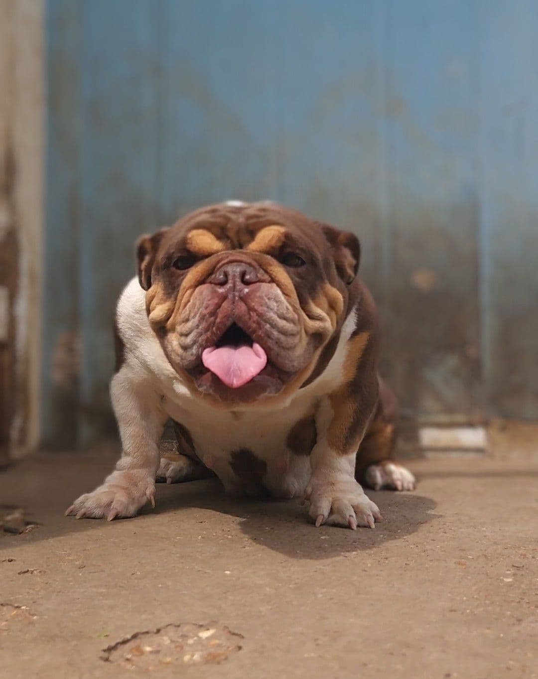 "QUALITY BULLDOG PUPPIES/OLDER BULLDOGS AVAILABLE FOR REHOMING" breeder image 22