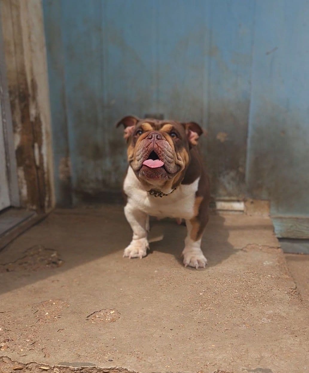 "QUALITY BULLDOG PUPPIES/OLDER BULLDOGS AVAILABLE FOR REHOMING" breeder image 2
