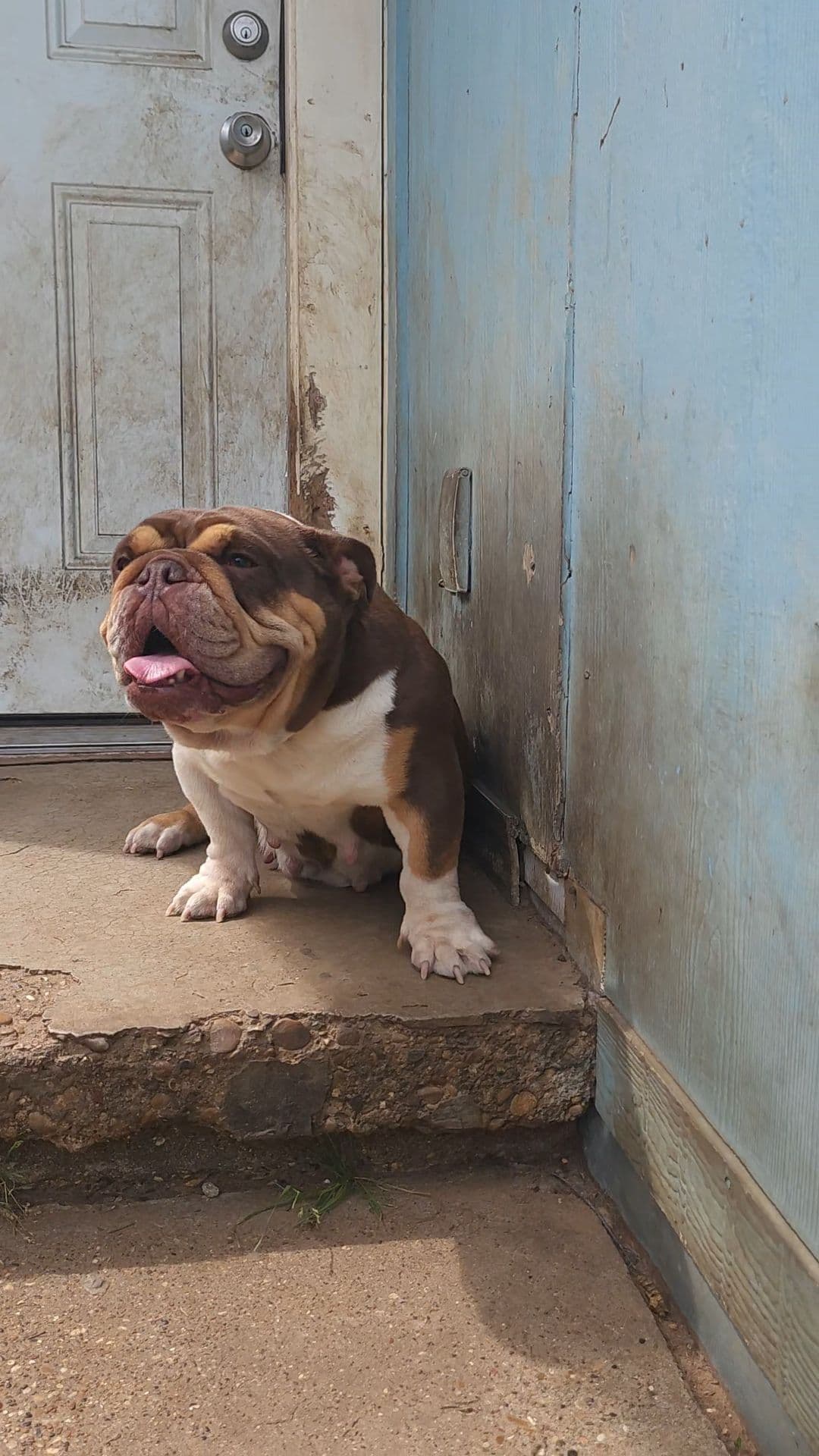 "QUALITY BULLDOG PUPPIES/OLDER BULLDOGS AVAILABLE FOR REHOMING" breeder image 23