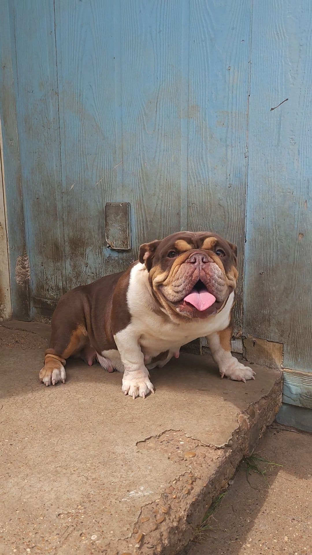 "QUALITY BULLDOG PUPPIES/OLDER BULLDOGS AVAILABLE FOR REHOMING" breeder image 24