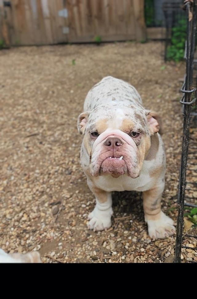 TRIBE BLOODLINE RARE CHOCOLATE & LILAC MINI BULLDOGS media 4
