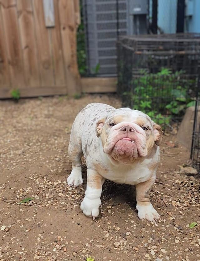 TRIBE BLOODLINE RARE CHOCOLATE & LILAC MINI BULLDOGS media 5
