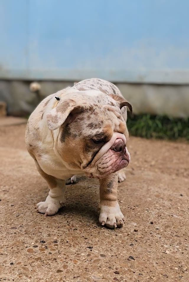 TRIBE BLOODLINE RARE CHOCOLATE & LILAC MINI BULLDOGS media 2
