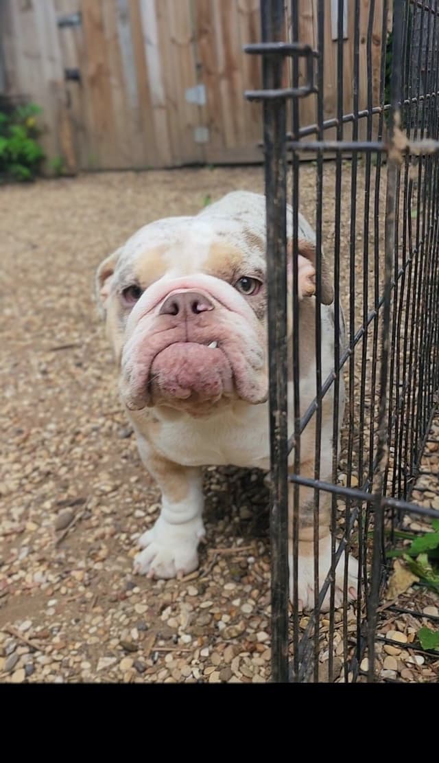 TRIBE BLOODLINE RARE CHOCOLATE & LILAC MINI BULLDOGS media 8