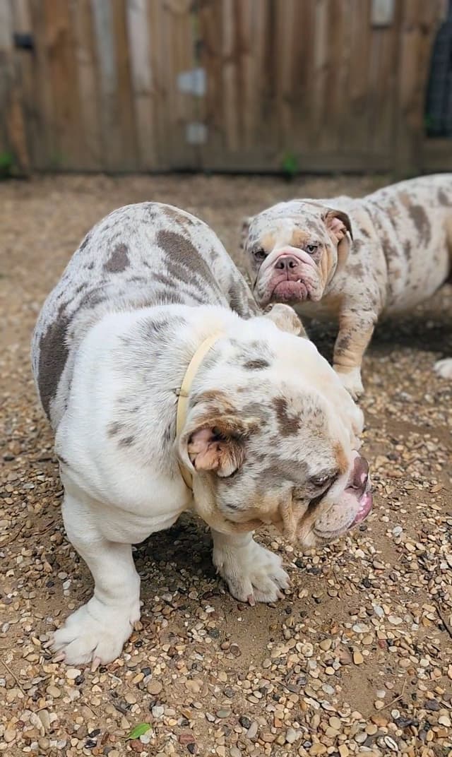 TRIBE BLOODLINE RARE CHOCOLATE & LILAC MINI BULLDOGS media 15