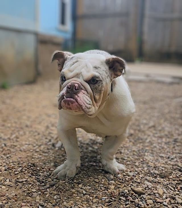 TRIBE BLOODLINE RARE CHOCOLATE & LILAC MINI BULLDOGS media 11