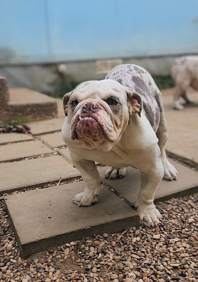 TRIBE BLOODLINE RARE CHOCOLATE & LILAC MINI BULLDOGS media 14