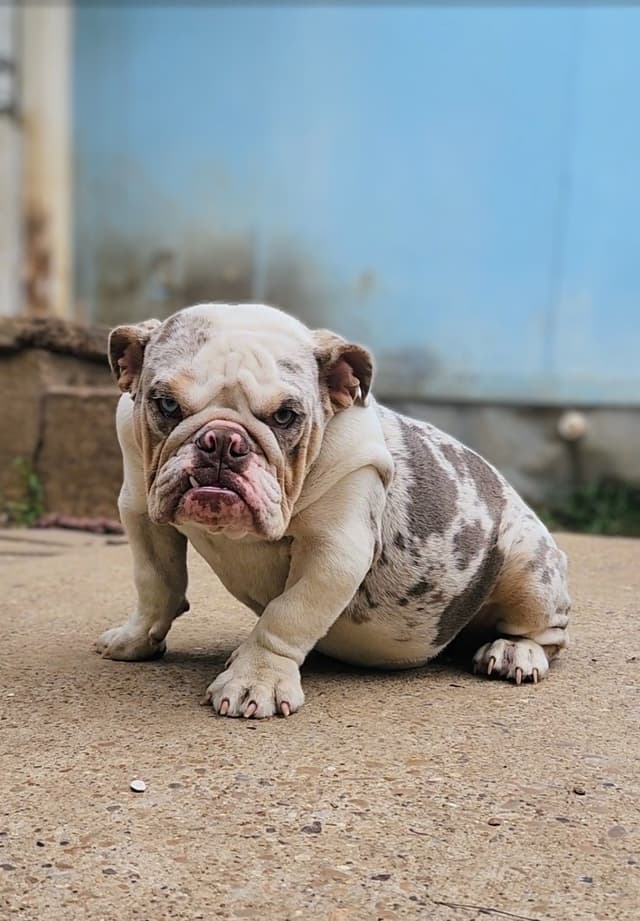 TRIBE BLOODLINE RARE CHOCOLATE & LILAC MINI BULLDOGS media 12