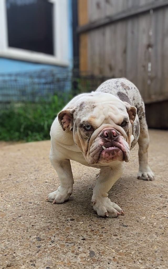 TRIBE BLOODLINE RARE CHOCOLATE & LILAC MINI BULLDOGS media 13