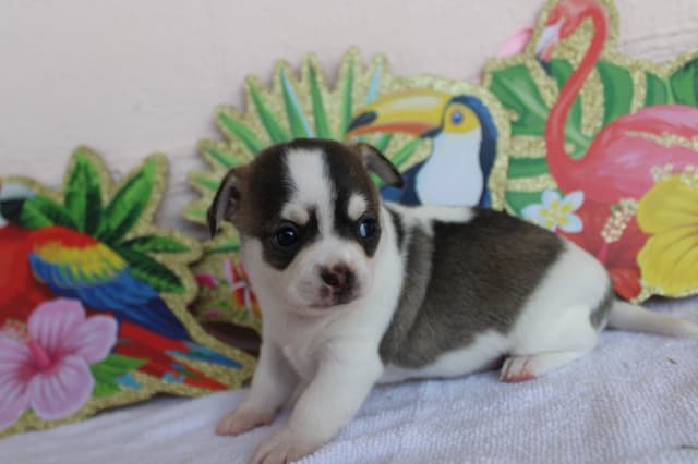 AKC Reg Chihuahua Puppies media 5