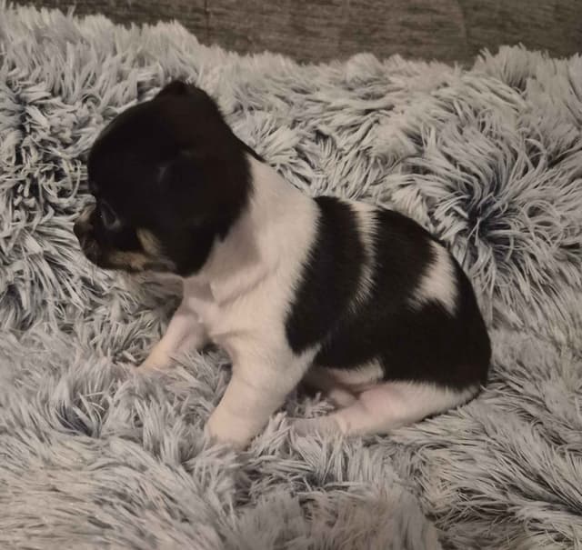 AKC Reg Chihuahua Puppies media 6