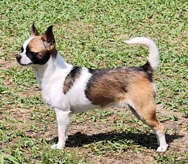 AKC Reg Chihuahua Puppies media 8