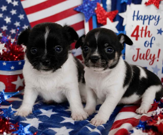 AKC Reg Chihuahua Puppies media 10