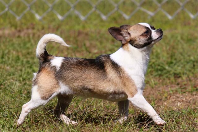 AKC Reg Chihuahua Puppies media 7