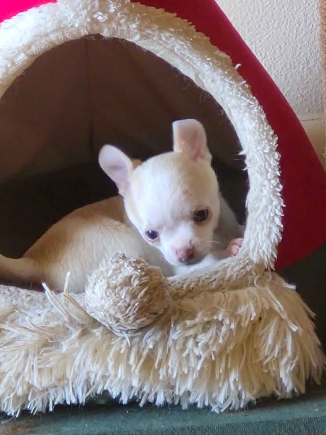 AKC Reg Chihuahua Puppies media 12