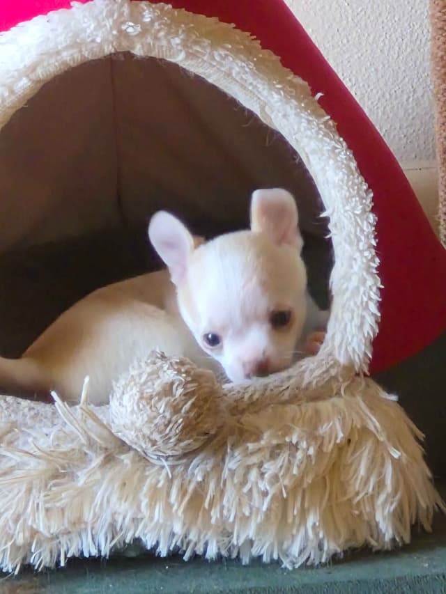 AKC Reg Chihuahua Puppies media 13
