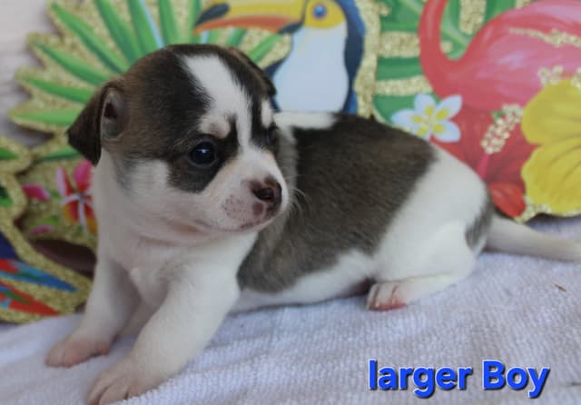 AKC Reg Chihuahua Puppies media 11