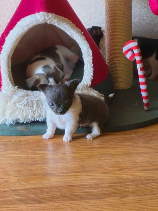 AKC Reg Chihuahua Puppies media 15