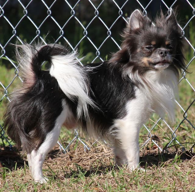 AKC Reg Chihuahua Puppies media 14