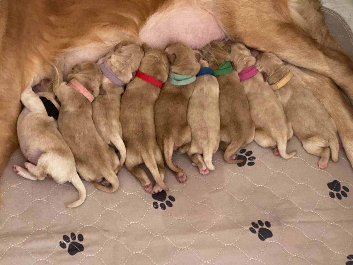 Poodle Puppies breeder image 1