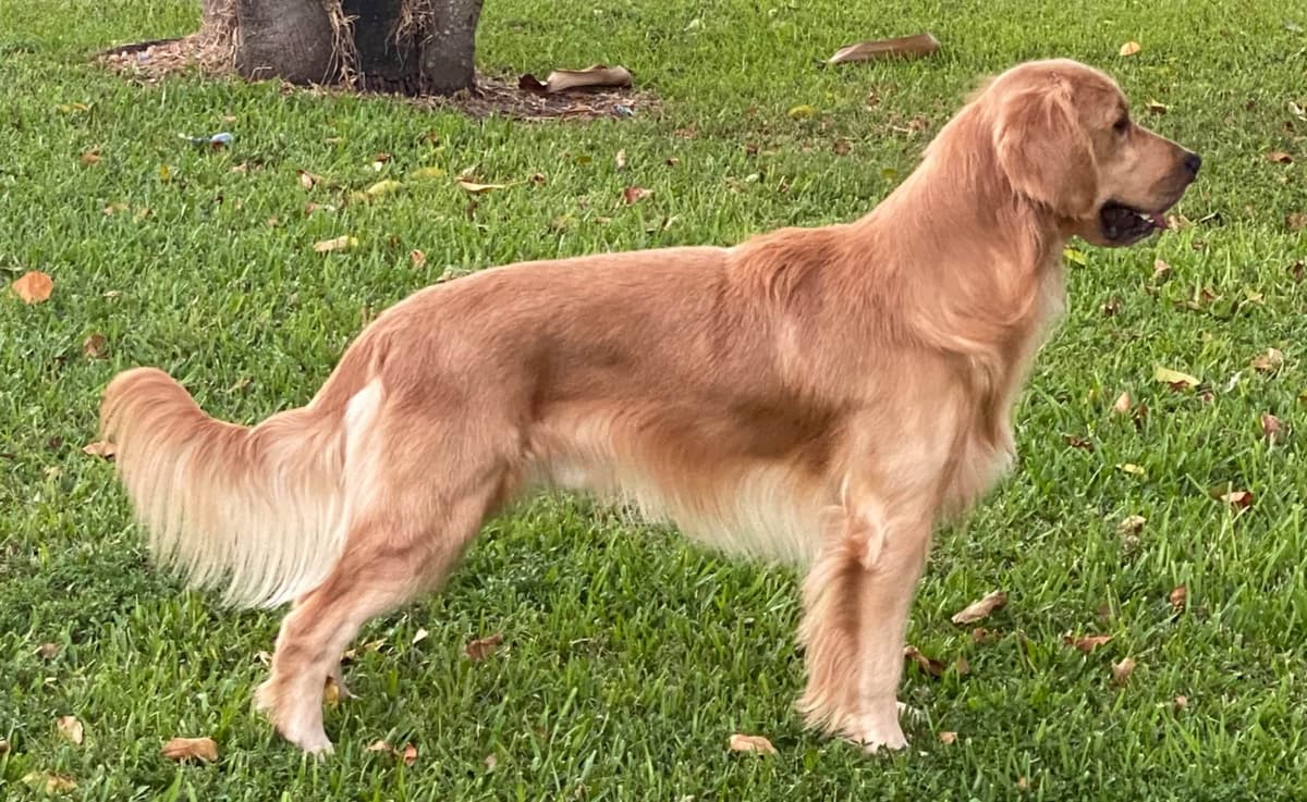 Poodle Puppies breeder image 3