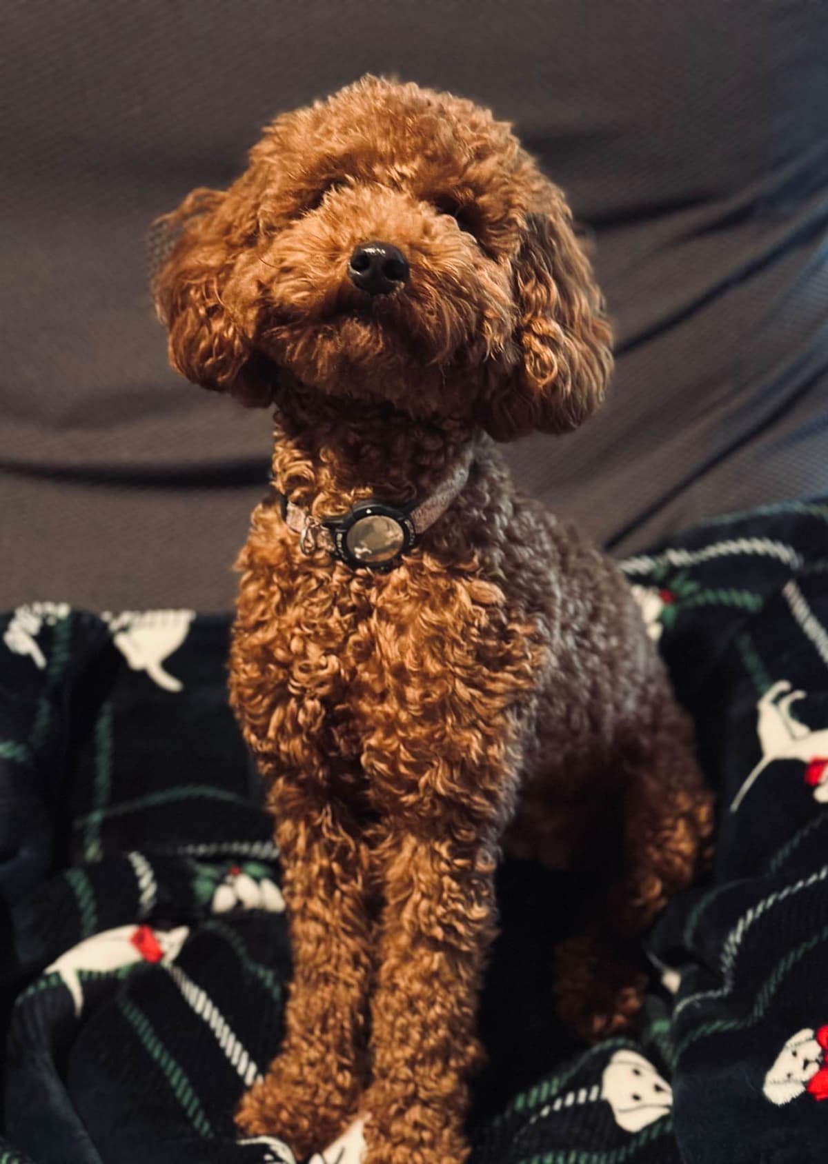 Poodle Puppies breeder image 5