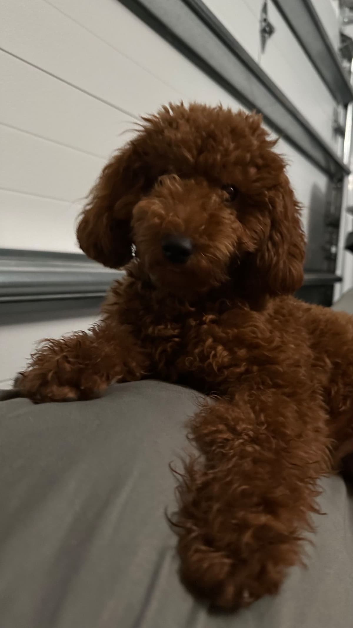 Poodle Puppies breeder image 7