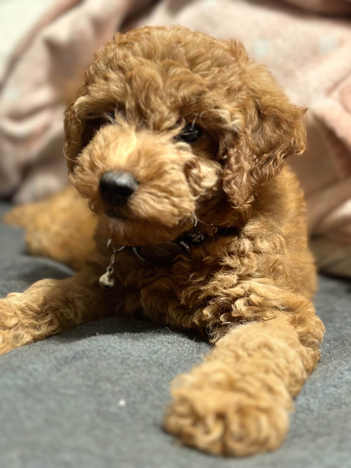 Poodle Puppies breeder image 9