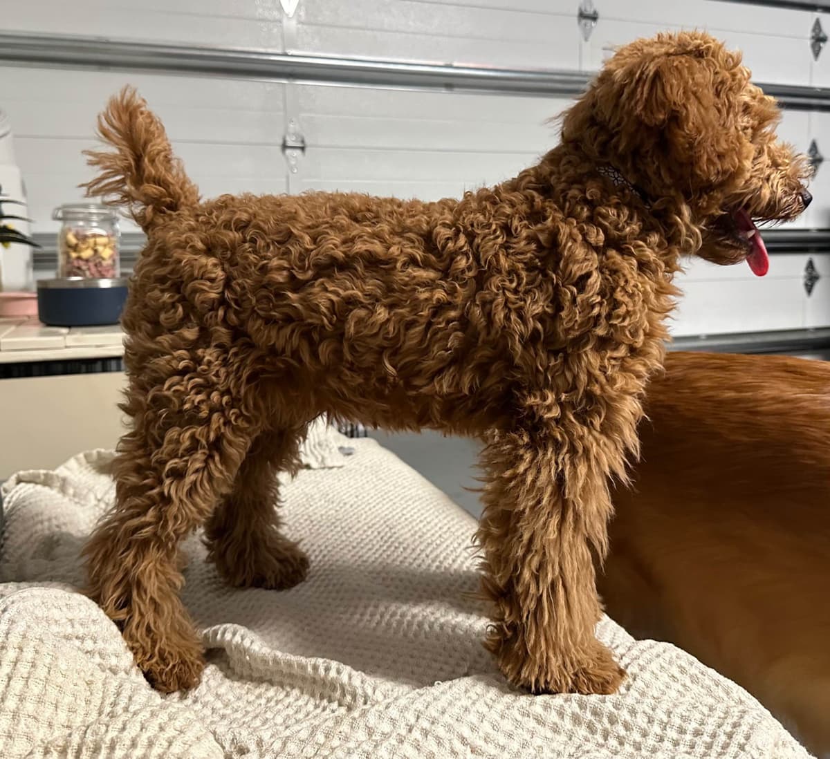 Poodle Puppies breeder image 10