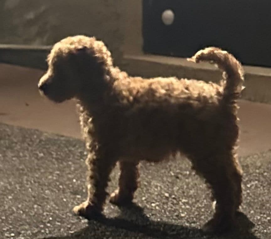 Poodle Puppies breeder image 11