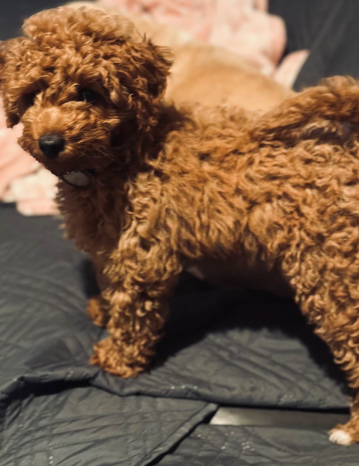 Poodle Puppies breeder image 12