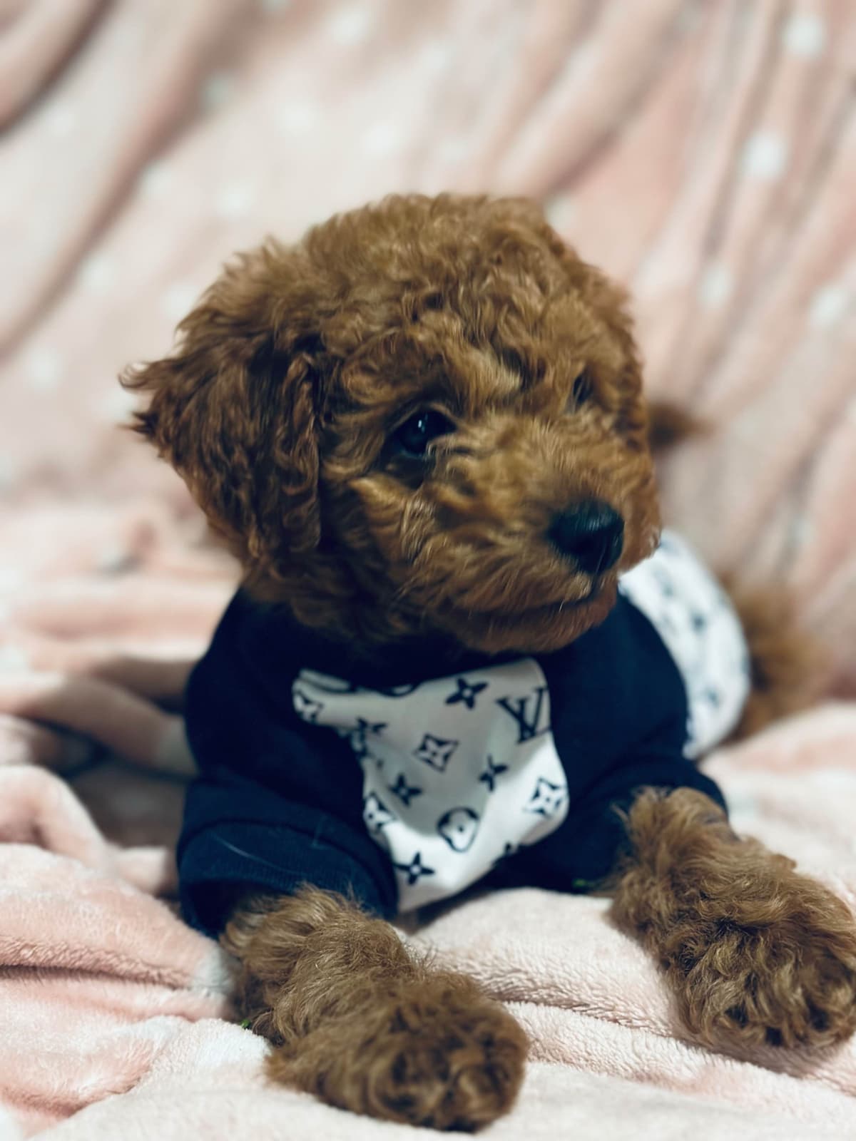 Poodle Puppies breeder image 13