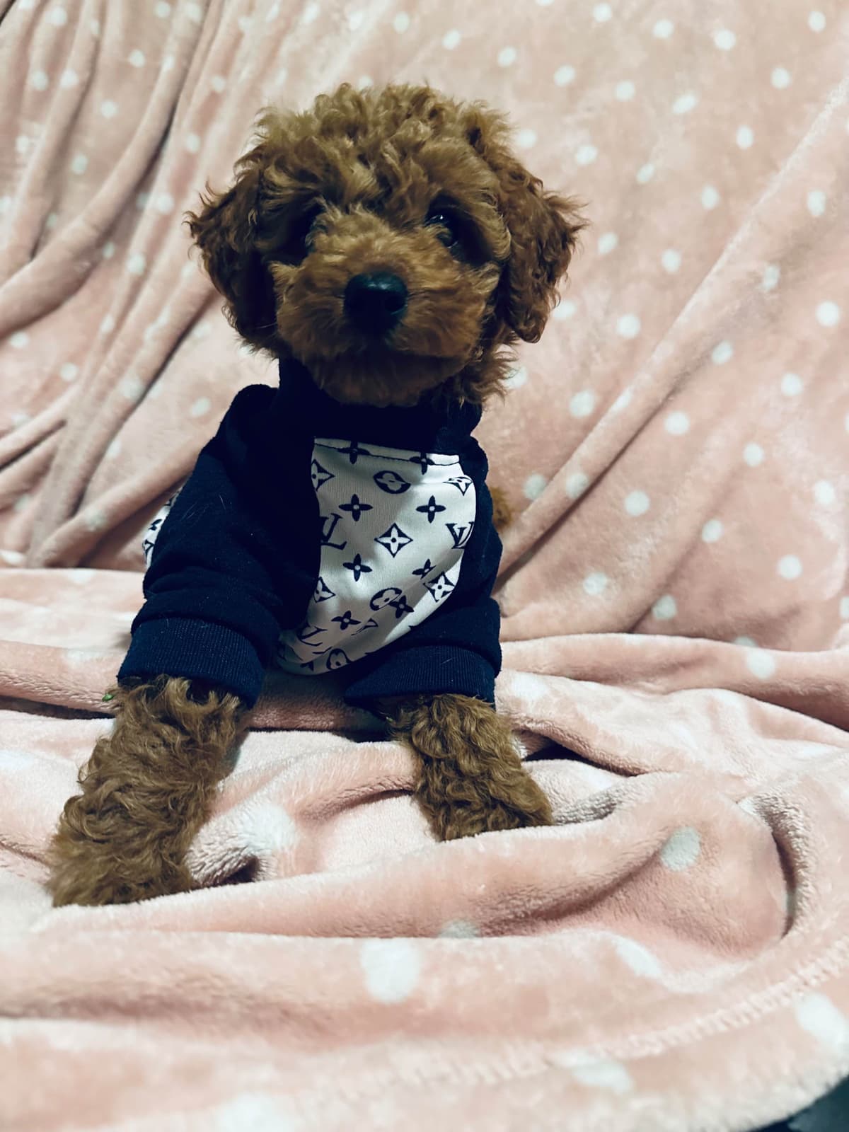 Poodle Puppies breeder image 15