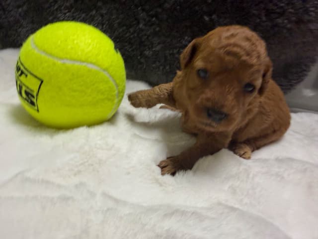 Poodle Puppies media 9
