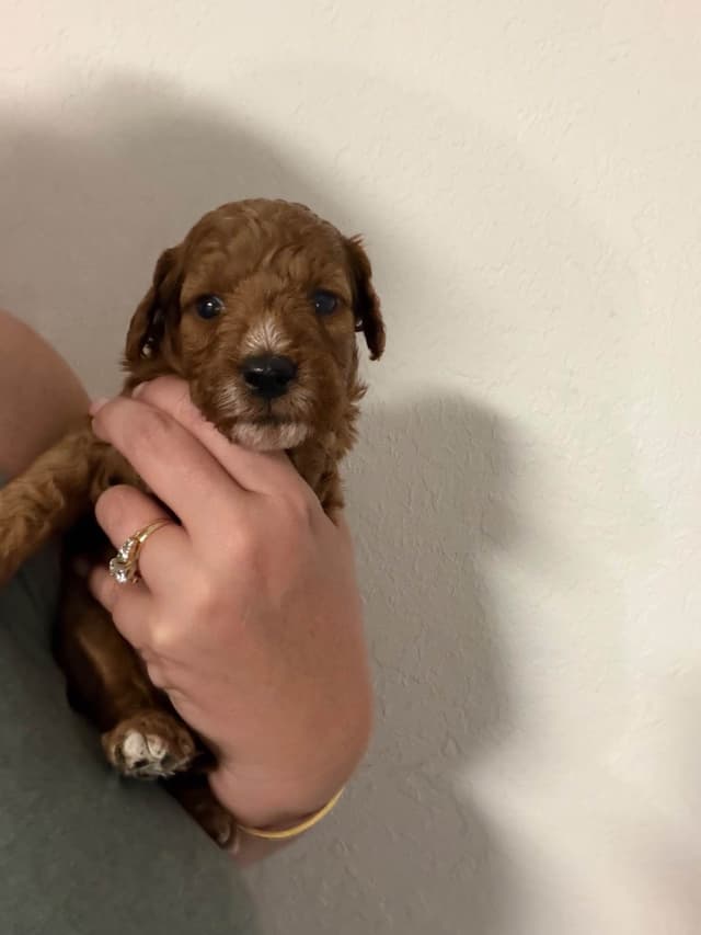 Poodle Puppies media 11