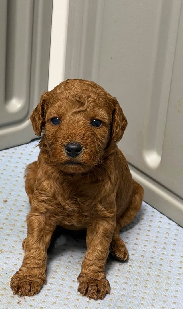 Poodle Puppies media 2