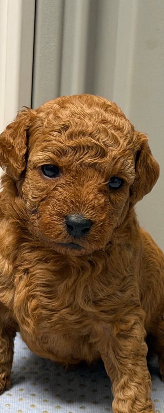 Poodle Puppies media 4