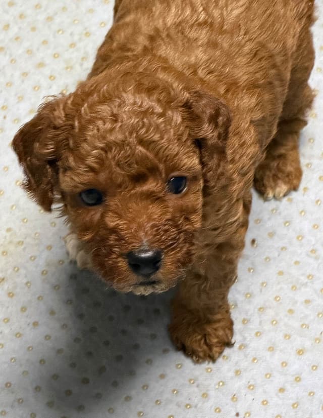 Poodle Puppies media 5