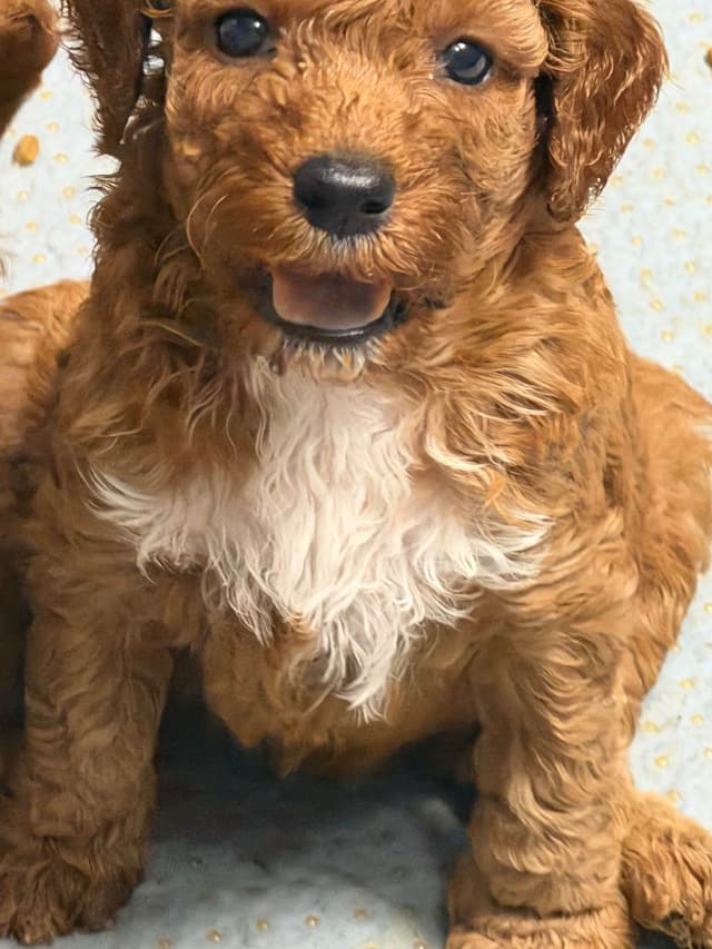 Poodle Puppies media 13