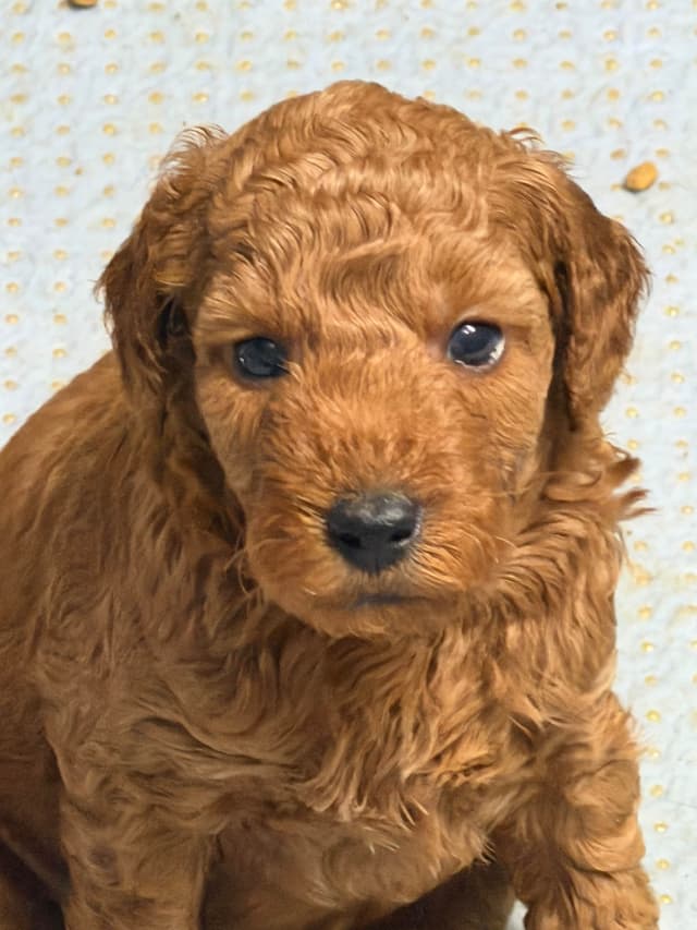 Poodle Puppies media 14